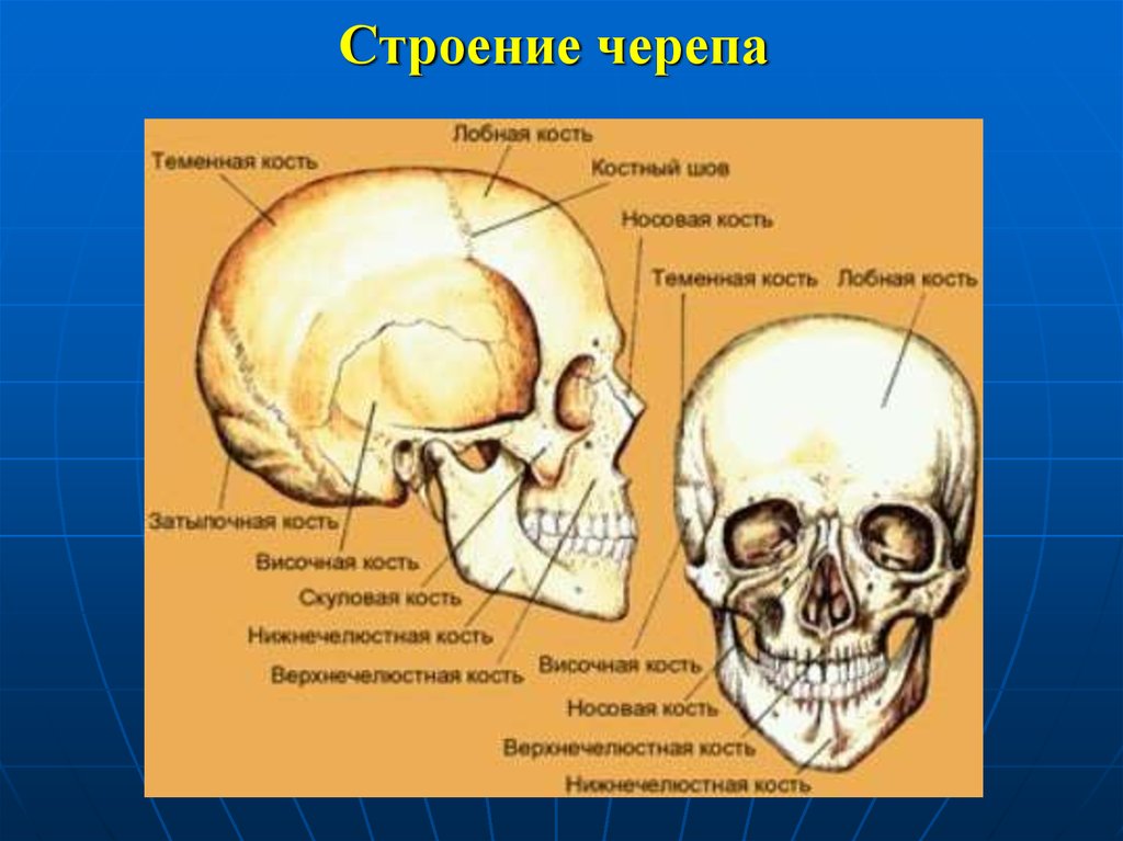 Описание черепа человека. Череп головы человека и название костей. Кости скелета головы человека анатомия. Скелет черепа с названием костей. Костное строение черепа человека.