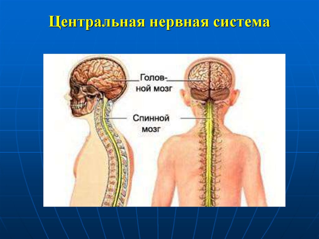 Заболевания головного и спинного мозга. Центральная нервная система. Синтралние нервная система. Функции ЦНС человека. Центры нервной системы.