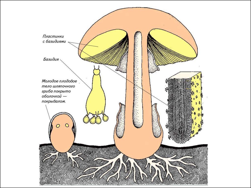 Шляпочные грибы в период размножения формируют. Строение шляпочного гриба. Строение базидиальных грибов. Строение базидии гриба. Строение плодового тела шляпочного гриба.