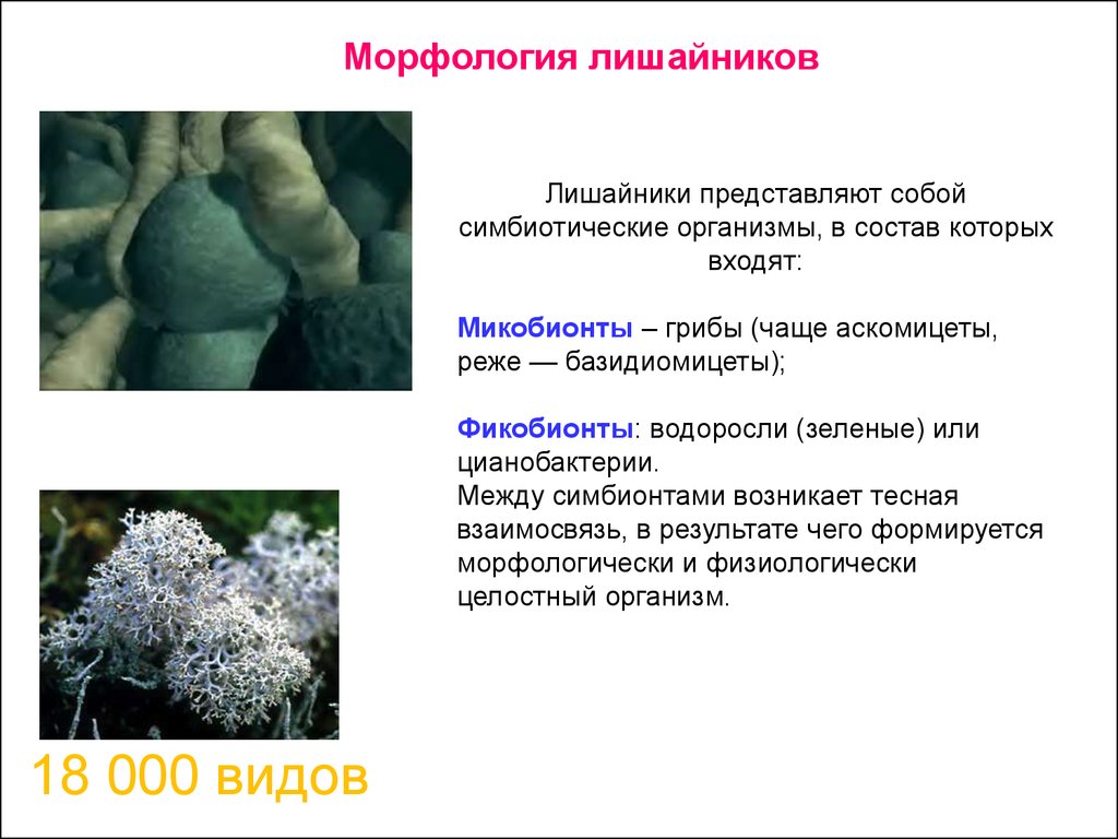 Лишайники функции гриба и водоросли. Грибница лишайника. Лишайники симбиотические организмы. Лишайник с цианобактериями. Морфология лишайников.