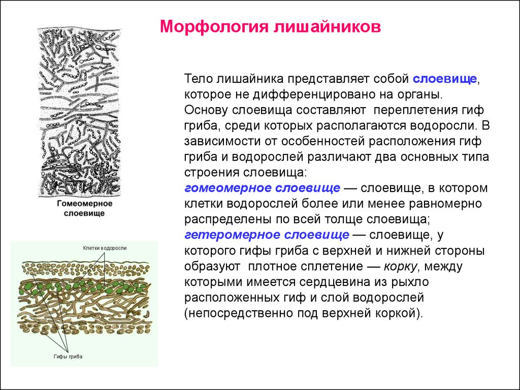 Функция водорослей в лишайнике. Строение слоевища лишайника. Морфология слоевища лишайников. Строение слоевища лишайников. Внутреннее строение лишайника.