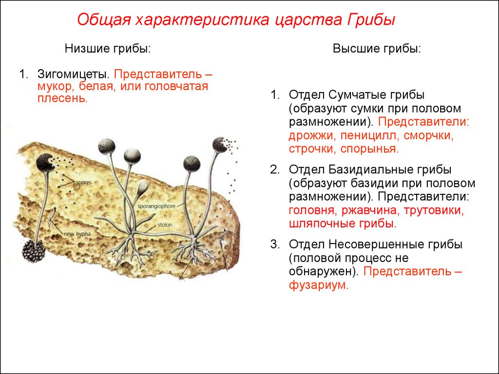 Представители мукора. Характеристика грибов Зигомикота. Низшие плесневые грибы характеристика. Строение высших и низших грибов. Грибы Зигомицеты.