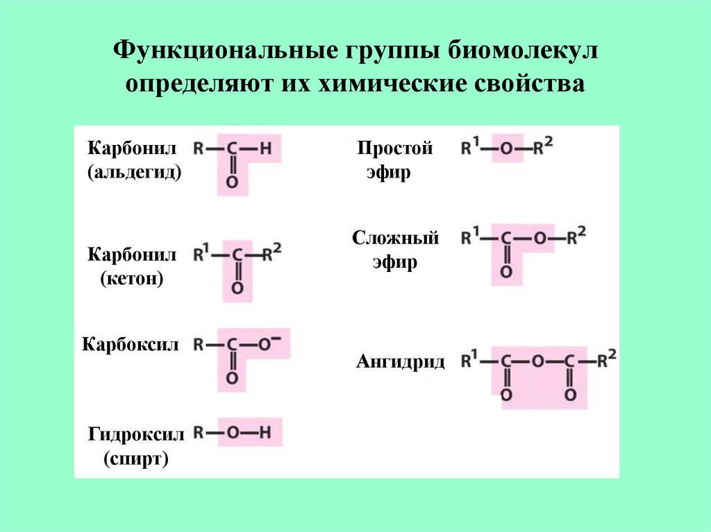 Перечислить функциональные группы. Функциональная группа простых эфиров. Функциональные группы биомолекул. Сложные и простые эфиры функциональная группа. Функциональная группа сложно эфиров.