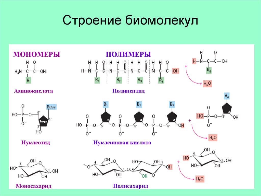 Мономером нуклеиновых кислот является нуклеотид. Структура и функции нуклеиновых кислот биохимия. Строение биологических молекул, функции. 1 Полимер нуклеотида. Структура биомолекул.