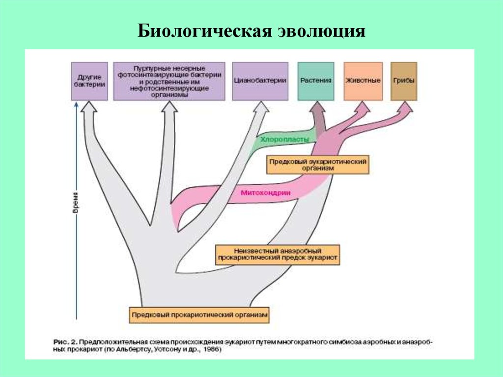 Схема химической эволюции жизни на земле