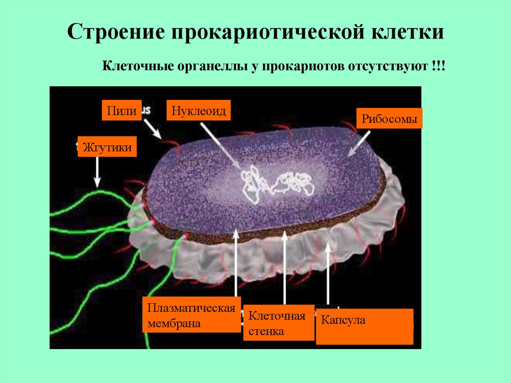 Что входит в клетку прокариот. Органеллы прокариотической клетки. Нуклеоид в прокариотической клетке. Нуклеоид Прокариотическая клетка. Строение прокариотической клетки пили.