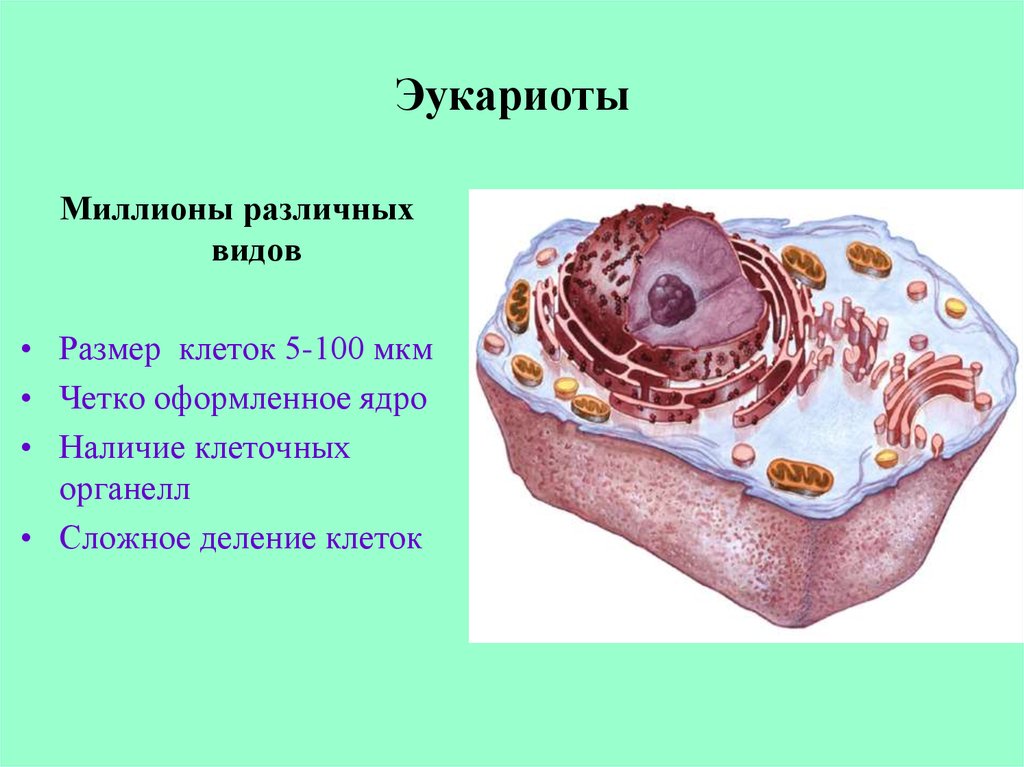 Эукариотических организмов имеется