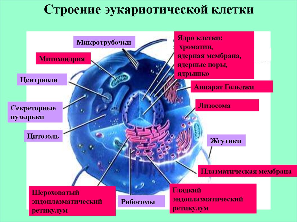 В состав эукариотической клетки входят. Схема ядра эукариотической клетки. Строение ядра клетки эукариот. Структура клетки эукариот. Структура ядра эукариота.