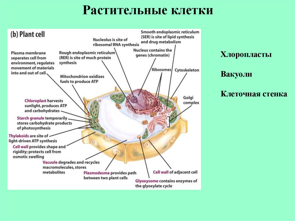 Строение клетки картофеля