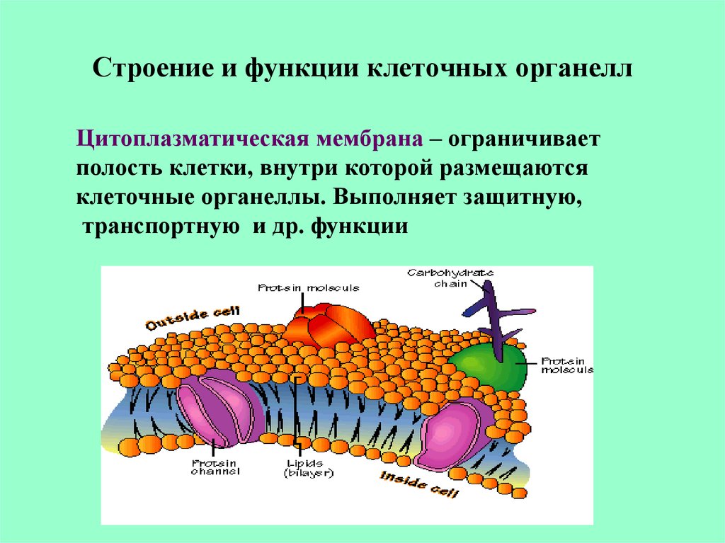 Строение клеток мембранные органоиды. Клеточные структуры органоиды. Строение клеточных органелл. Мембрана это мембранный органоид. Строение клеточного органоида.