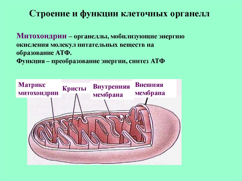 Органоид образующий атф. Органоиды митохондрии строение и функции. Структура органоидов клетки. Клеточные структуры органоиды. Митохондрия функция органоида.