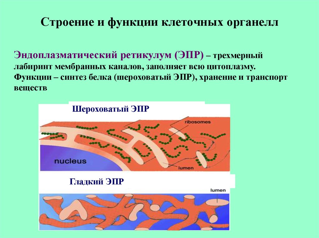 Белки эндоплазматического ретикулума