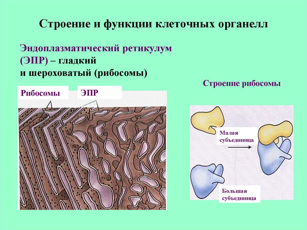 Строение и функции клетки эволюция клетки