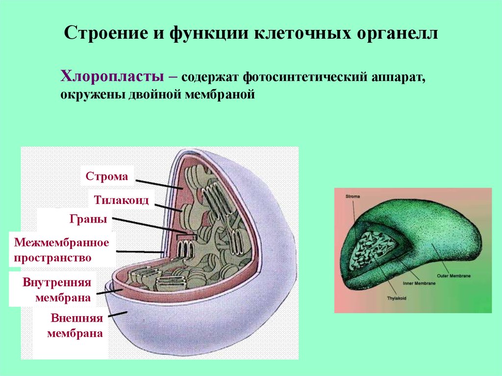 Уровень организации хлоропласта. Клетка строение и функции. Строение органеллы. Строение и функции органелл клетки. Функции клеточной органеллы хлоропласты.