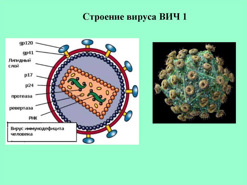 4 строение вирусов. Строение вириона ВИЧ. Структура вируса иммунодефицита человека ВИЧ 1 ВИЧ 2. Строение вириона ВИЧ 1. Структура вириона вируса СПИДА.
