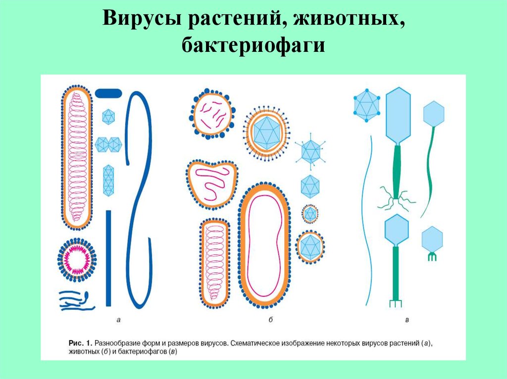 Вирусы растения животные. Вирусы растений. Вирусы растений примеры. Вирусы растений и животных. Вирусы человека животных и растений какие.