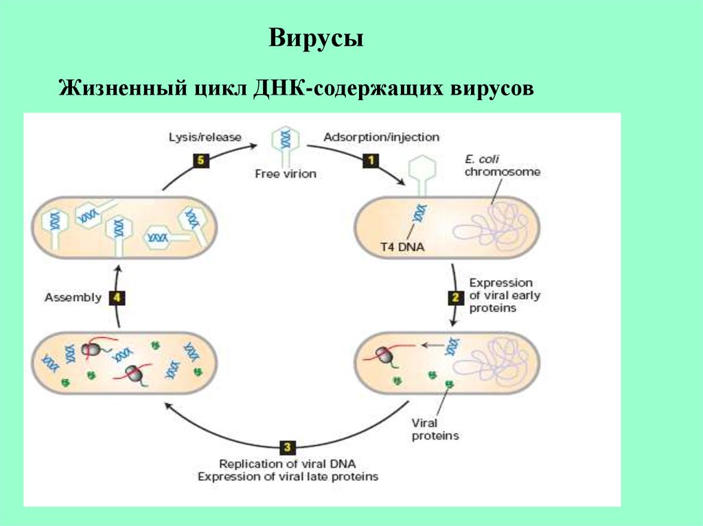 Последовательность жизненного цикла вирусов. Последовательность жизненного цикла вируса РНК. Жизненный цикл РНК содержащих вирусов. Цикл ДНК содержащих вирусов. Этапов размножения ДНК-содержащего вируса,.