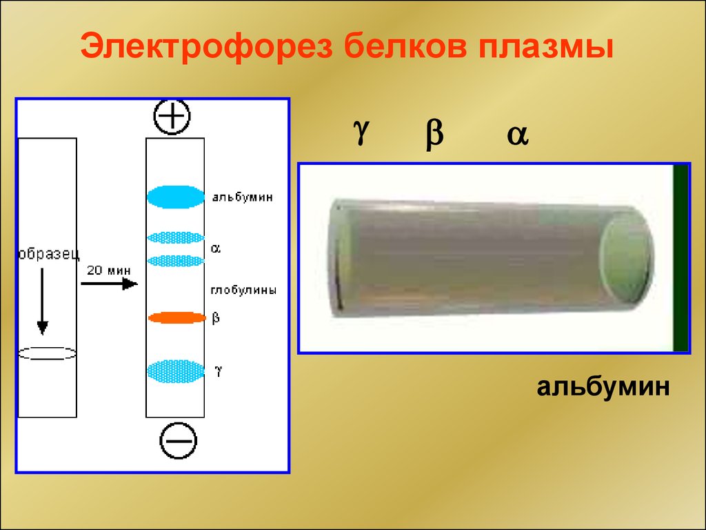 Электрофорез белков. Электрофорез белков плазмы. Электрофорез белка. Электрофорез белков плазмы крови. Исследование белков плазмы крови методом электрофореза.