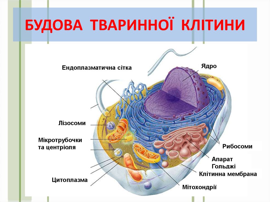 Загальний план будови клітини