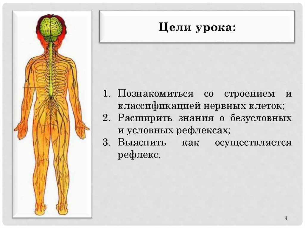 Нервная система 9 класс презентация. Строение нервной системы. Схема строения нервной системы. Нервная система человека для детей. Нервная система человека анатомия.