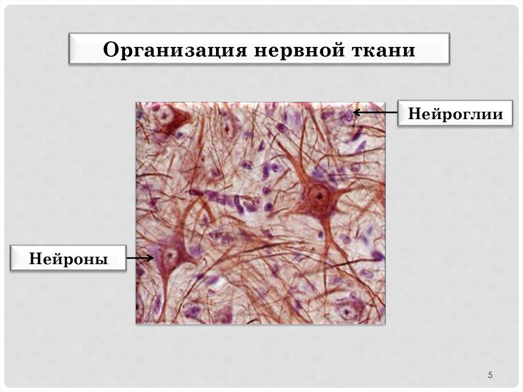 Глиальные клетки рисунок