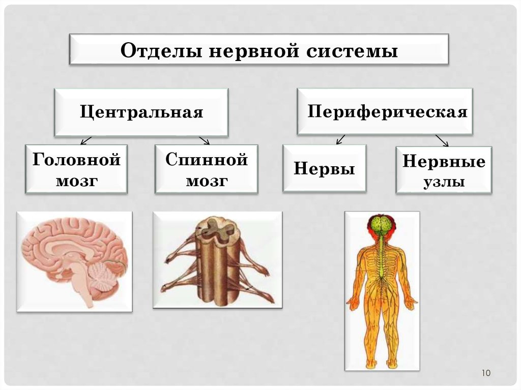 Схема отделов нервной системы