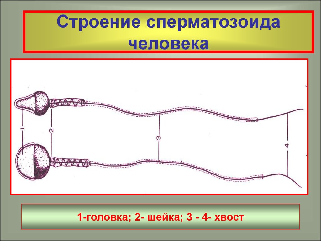 Презентация размножение человека