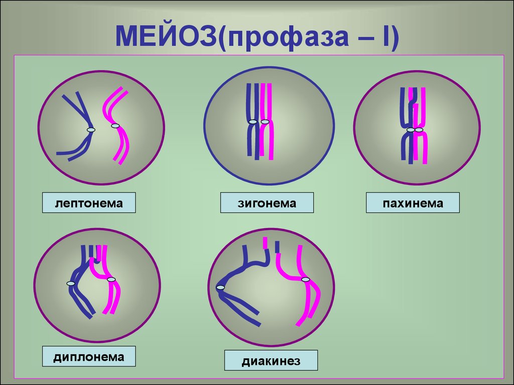 Мейоз 1 рисунок