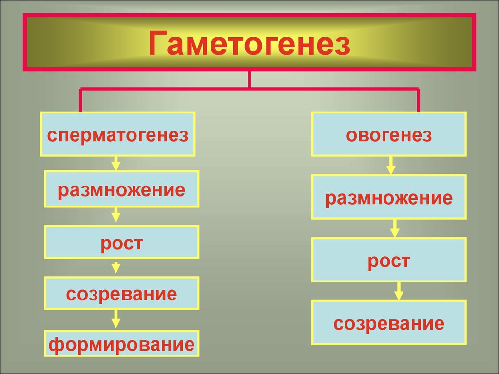 Значение размножения