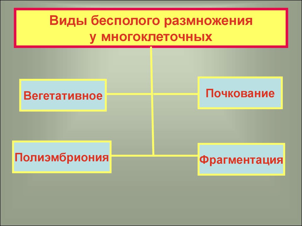 Типы размножения. Бесполое размножение многоклеточных. Виды бесполого размножения. Виды бесполого размножения полиэмбриония.