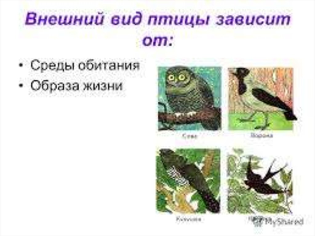 Птица среда. Среда обитания птиц. Среда обитания и образ жизни птиц. Среда обитания у птиц у птиц. Средой обитания птиц является.