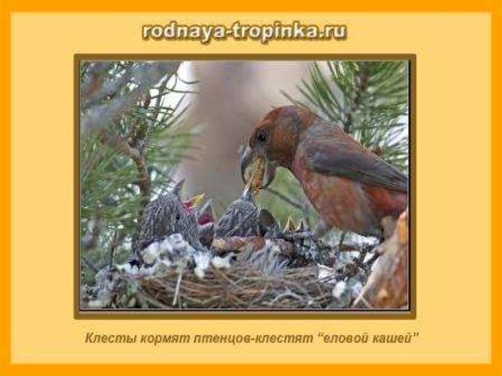 Выводит птенцов. Гнездо клеста зимой. Птенец клеста. Клёст-еловик гнездо. Гнездо клеста птицы.