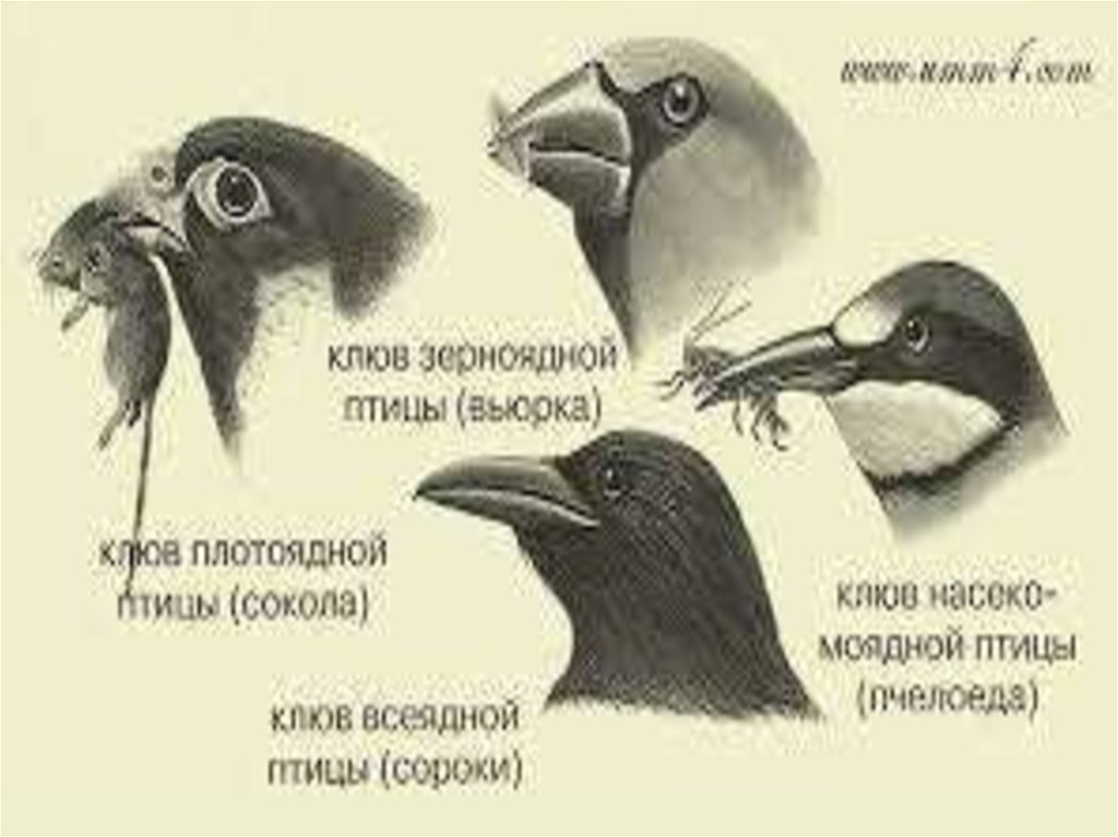 Проект клювы птиц. Клюв птицы. Среда обитания птиц. Клювы птиц и питание. Строение клюва птицы.