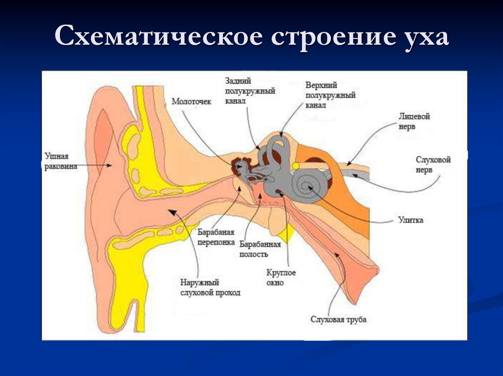 Слуховой анализатор физиология презентация