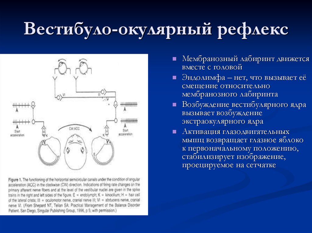 Глазодвигательный рефлекс схема