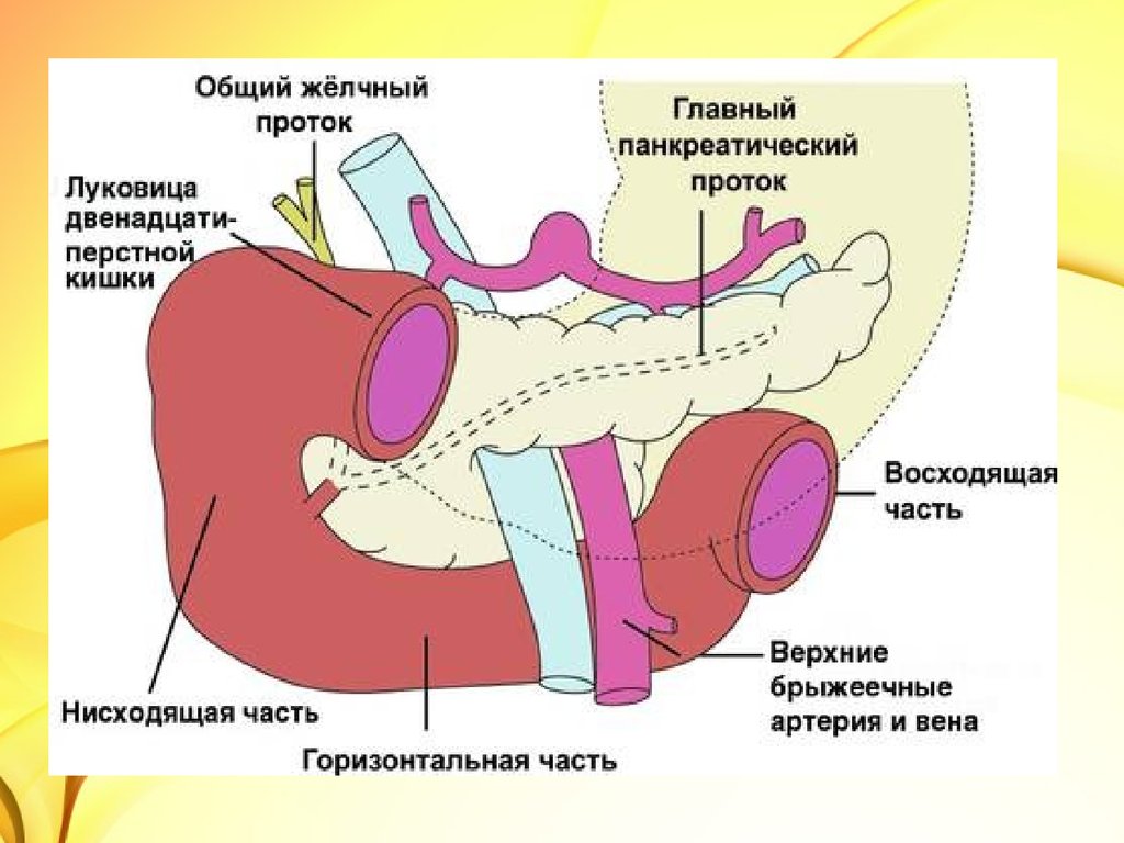 Схема 12 перстной кишки