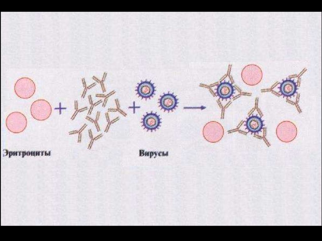 Реакция нейтрализации иммунология схема