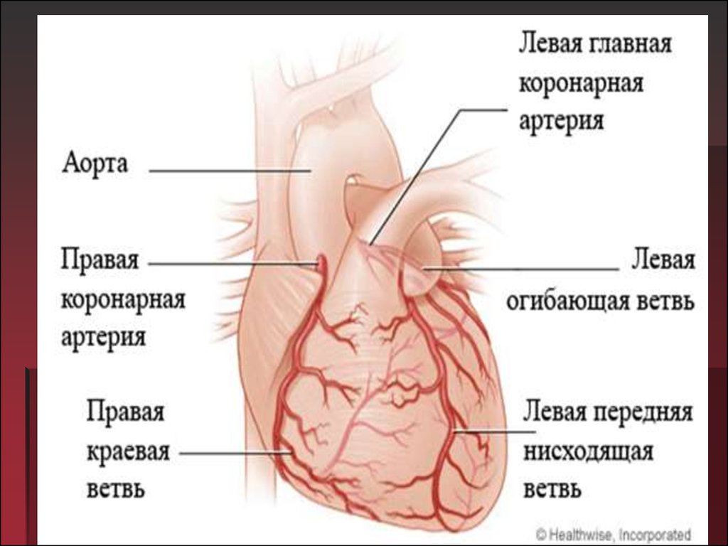 Правая сердечная артерия. Коронарные артерии. Левая венечная артерия анатомия. Коронарные артерии сердца. Правая и левая коронарные артерии.