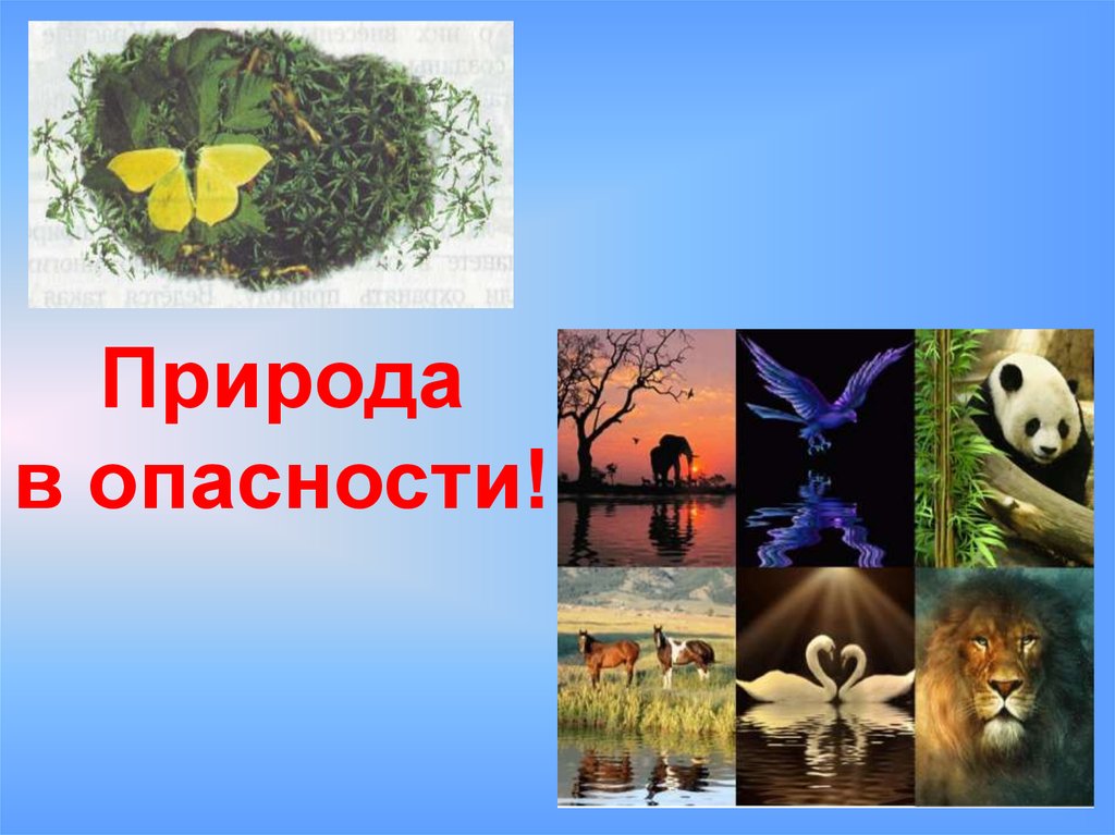 Окружающий мир 3 класс тема природа. Природа в опасности. Природа в опасности презентация. Проект природа в опасности. Природа в опасности 3 класс окружающий мир.