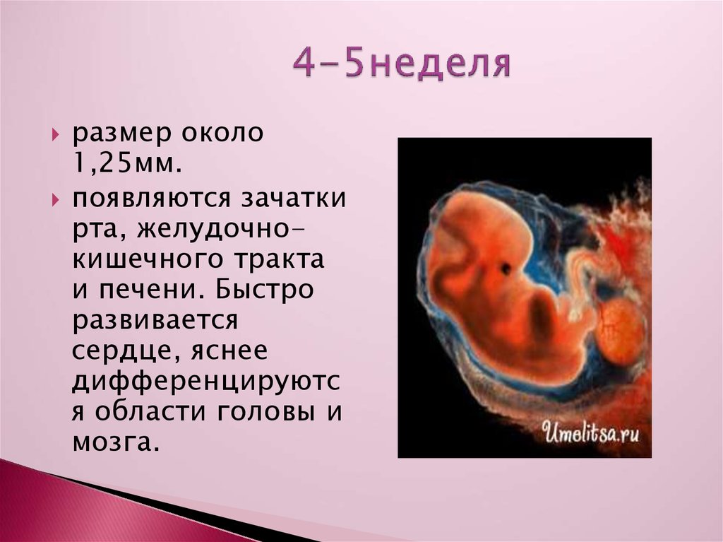 Эмбрион на какой неделе. Размер плода на 4 неделе беременности. Беременности 4 недели эмбрион 4мм. Размер эмбриона на 5 неделе.