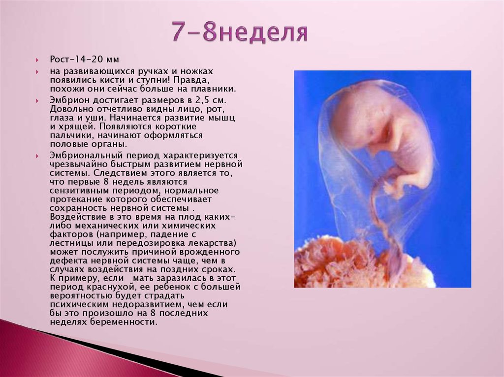 Россия 8 недель. Размер ребенка в 7-8 недель беременности. Размер зародыша ребенка в 8 недель. Размер ребенка на 8 неделе. Плод 7 недель беременности размер плода.