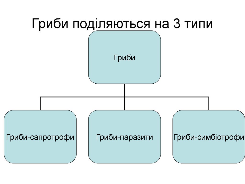 Проект гриби в біосфері та житті людини