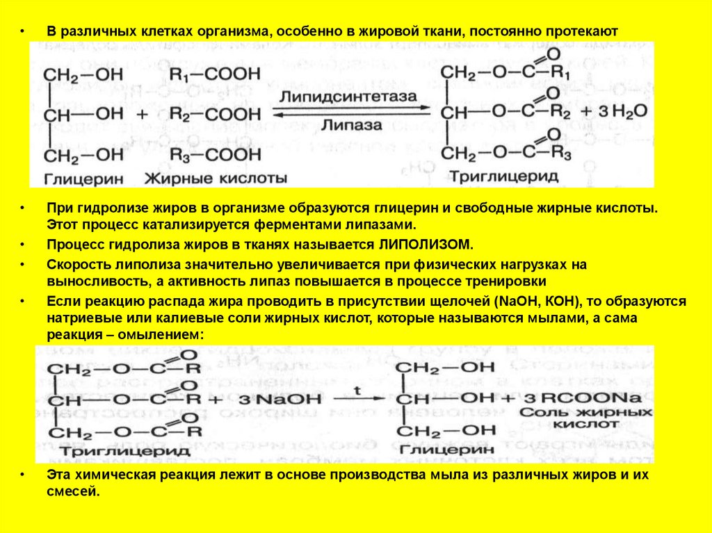 Реакция синтеза жиров. При кислотном гидролизе жиров образуются. Синтез жирных кислот и высших жирных кислот. Формула активации жирных кислот. Образование глицерина и высших жирных кислот.