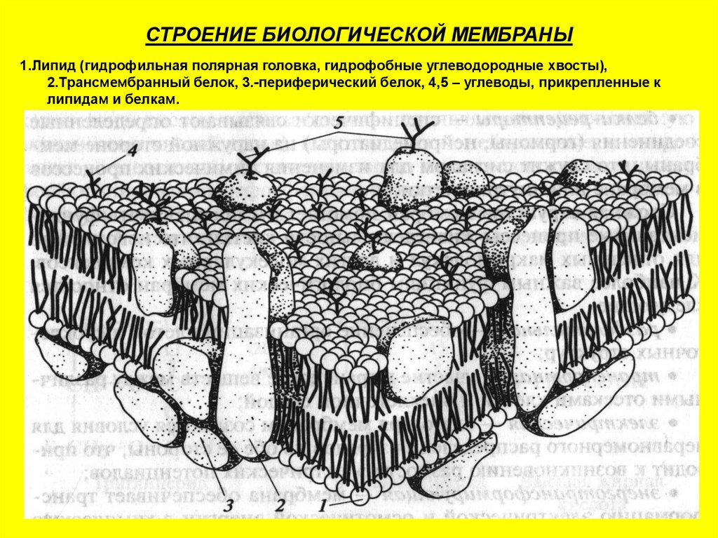 Структура биологии. Строение биологической мембраны. Строение биологической мембраны клетки. Строение биомембраны липидов. Строение элементарной биологической мембраны.