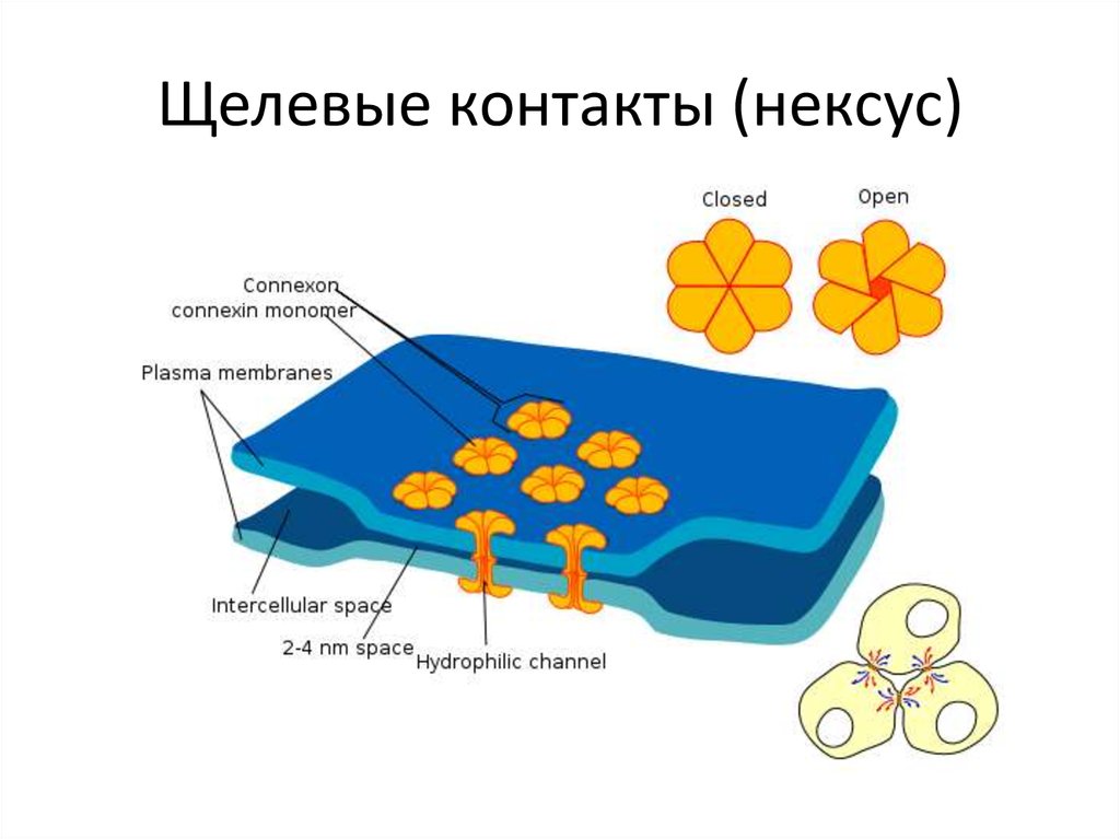 Щелевые контакты (нексус)