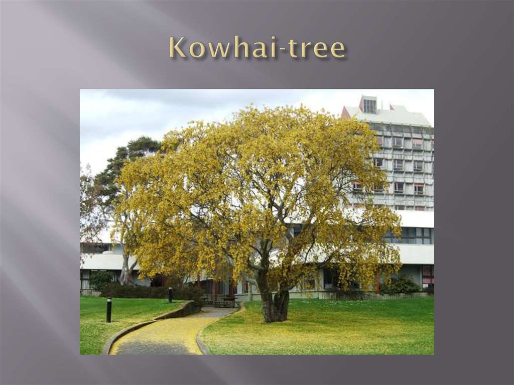Kowhai-tree