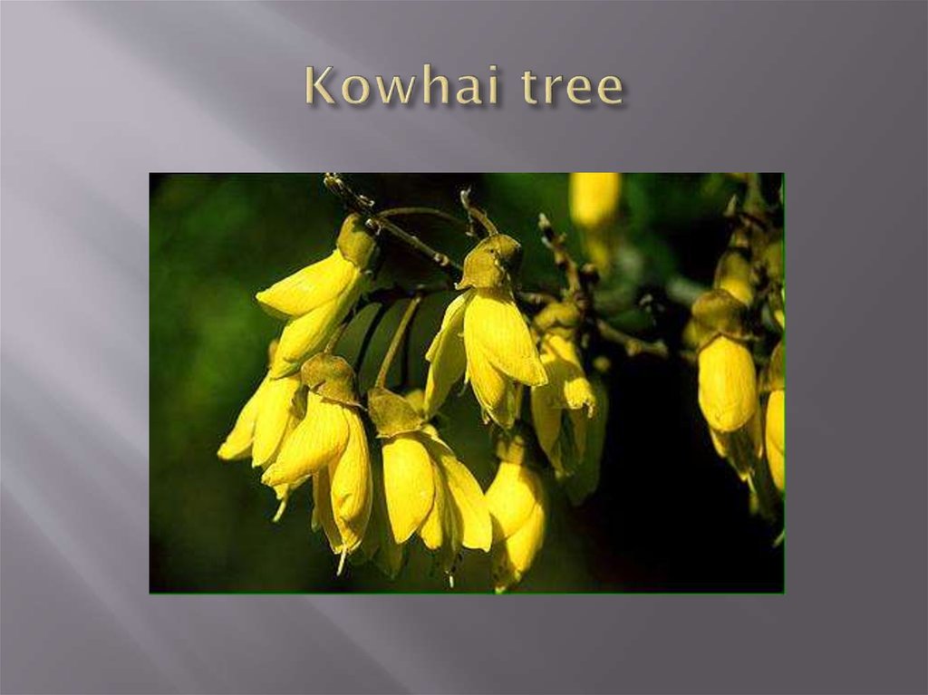 Kowhai tree