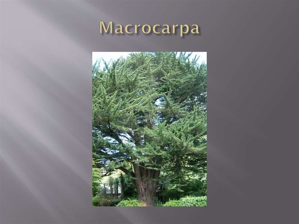 Macrocarpa
