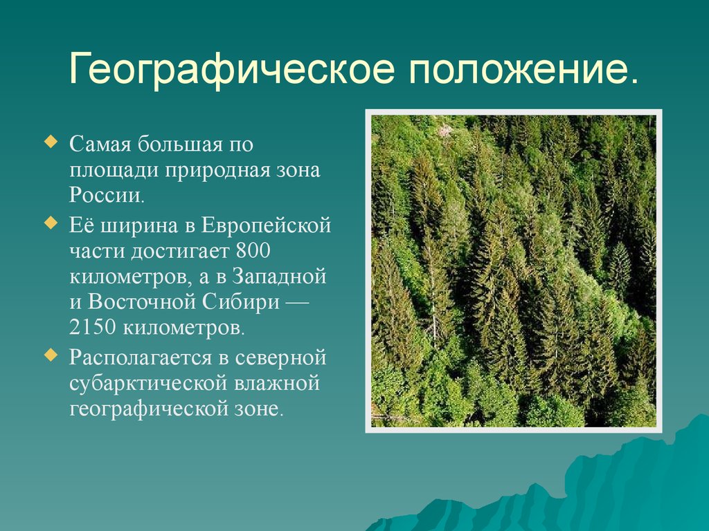 В этой природной зоне преобладают хвойные. Географическое положение тайги. Географическое положение тайги в России. Тайга природная зона. Географическое расположение зоны тайги.