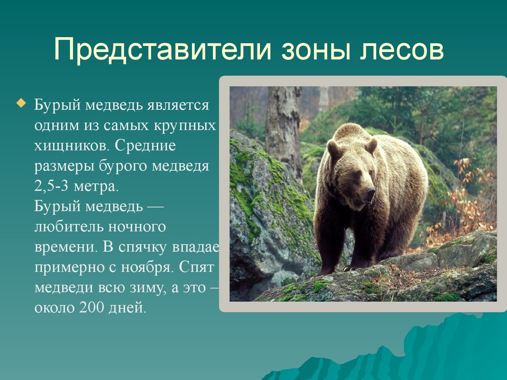 В какой природной зоне живут бурые медведи